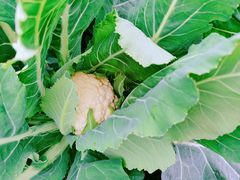 -前小桔亲子创意农场·草莓采摘·露营烧烤