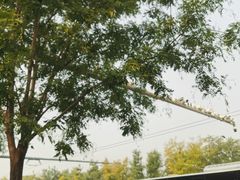 -秋栗香(地安门店)