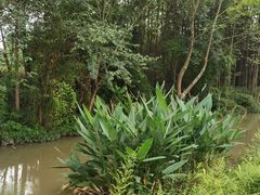 -桤木河湿地公园