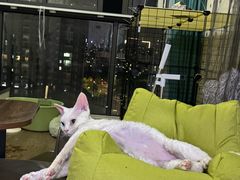 -佳雯宠物医院·皮肤科·内外科(春晓路分院)