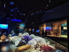 -贝林大翅鲸简餐厅(国家海洋博物馆店)