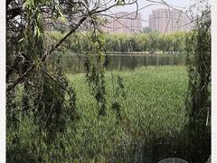 -东坝千亩湖公园