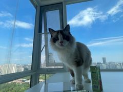 -爱洗澡的猫(望京店)