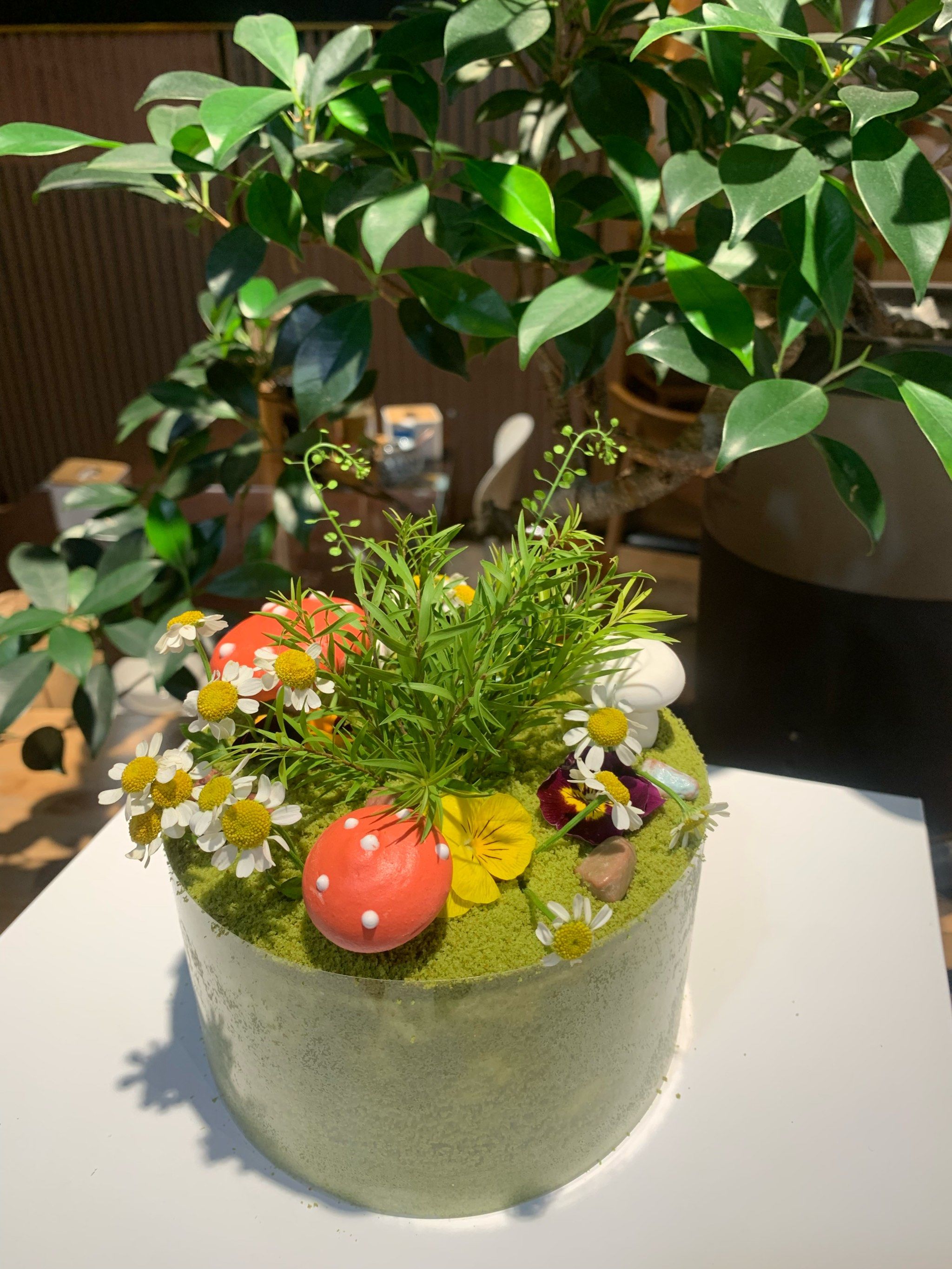 热带雨林小蛋糕🌿被绿野仙踪种草了!