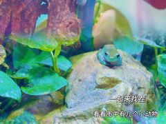-正佳雨林生态植物园