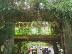 -西双版纳原始森林公园
