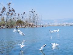 -西昌邛海湿地