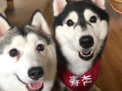 -Husky Go! 哈士奇体验馆·宠物咖啡厅狗咖