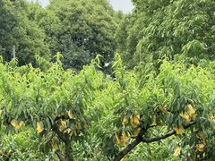 -老袁家蜜桃农场·阳山水蜜桃