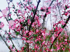 -虎丘湿地公园