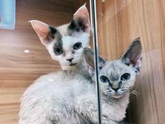 -猫十亿·布偶金渐层·曼基康矮脚猫舍(青年路店)