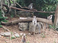 -清迈夜间动物园