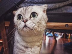 -李小姐の猫咖啡馆(五角场店)