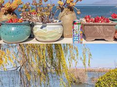 -野菌皇海景野生菌火锅(滨海大道店)