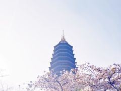 -红梅公园