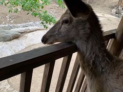 -栾川竹海野生动物园