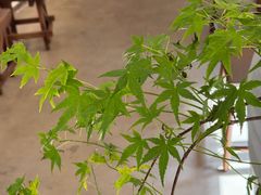 -竹子咖啡bamboo coffee