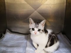-芭比堂宠物医院·全科爱猫医院·仁德分院