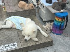 -观音桥步行街