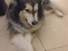 -more than meow吴止猫主题餐厅(承德 中船汇店)