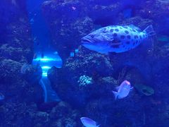 -芜湖新华联大白鲸海洋公园