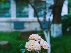 -颐和路民国时期公馆-风貌区