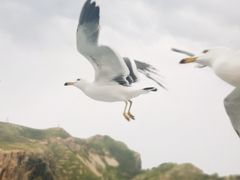 -长岛万鸟岛