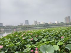 -莲花池公园