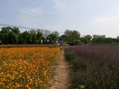 -北京东方普罗旺斯薰衣草庄园