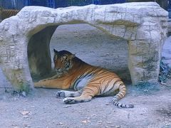 -上海野生动物园