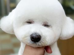 -鑫艺宠物美容培训学校