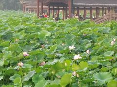 -龙头寺公园
