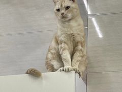 -瑞派动物医院·猫专科·至诚(江南中分院)