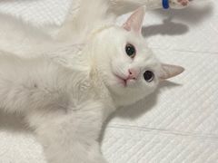 -灵美宠物诊所