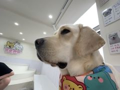 -汪说·狗咖·拼豆·宠物周边DIY(旺城大厦店)