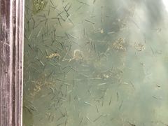 -桐乡凤凰湖