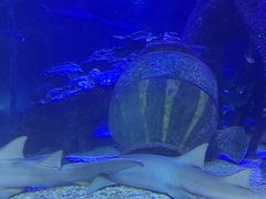 -太平洋海底世界