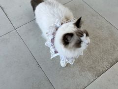 -怪兽屋·羊驼·猫咖·狗咖(俊华广场店)