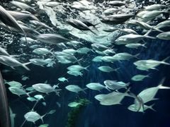 -上海海洋水族馆