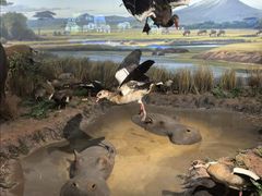 -陕西自然博物馆