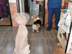 -美联众合宠物医院·爱萌分院·内外科·猫科中心