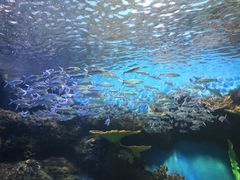 -华夏文旅海洋公园