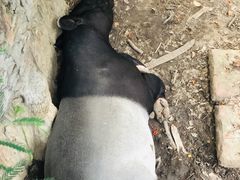 -清迈夜间动物园