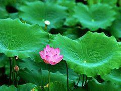 -荔湾湖公园