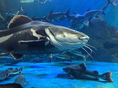 -多彩贵州城极地海洋世界