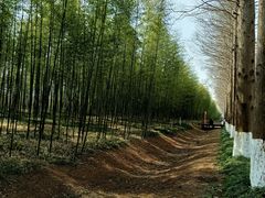 -黄海国家森林公园