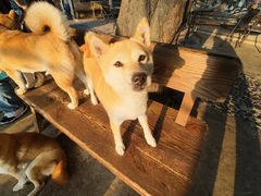 -柴犬高等学院·狗咖·柴犬售卖·宠物训练