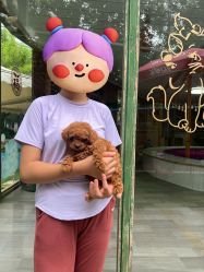 -萌宠亲子动物乐园(槐房万达店)