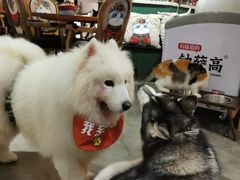 -more than meow吴止猫主题餐厅(承德 中船汇店)