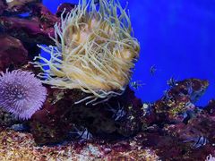 -芜湖新华联大白鲸海洋公园